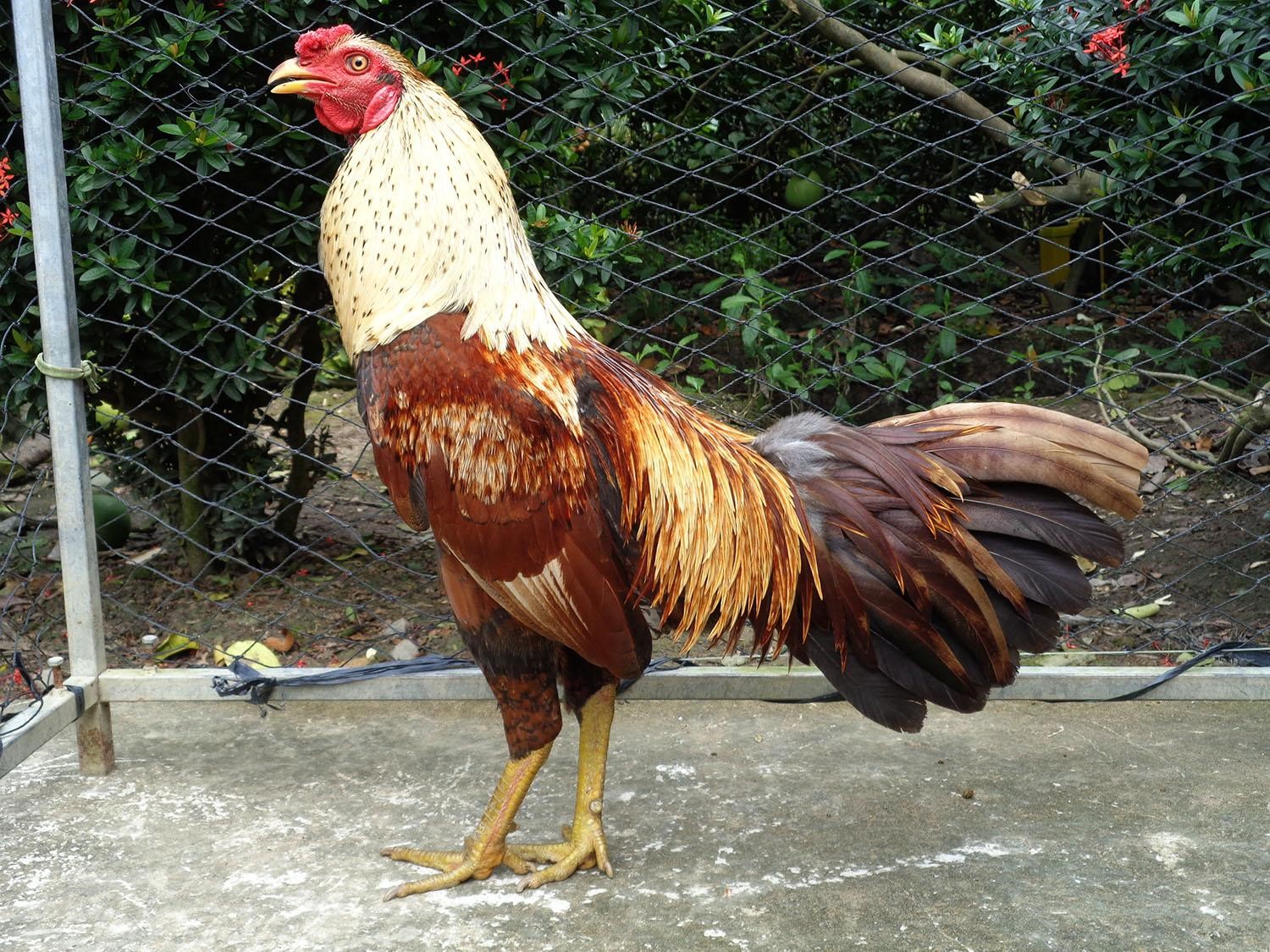 The most popular fighting chicken breeds in live cockfighting and how ...